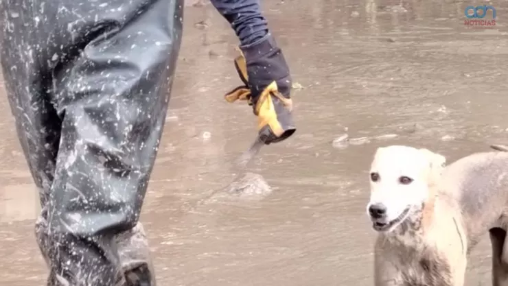 Así fue el rescate de animales en Poza Rica en las inundaciones de Poza Rica