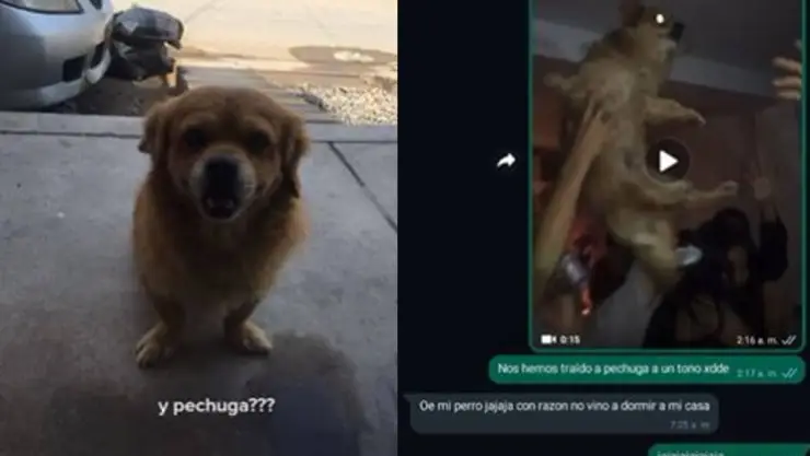 Perrito va a fiesta sin permiso de su dueña.-