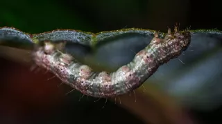 Alerta binacional por gusano barrenador: primer caso en el norte de México preocupa a autoridades