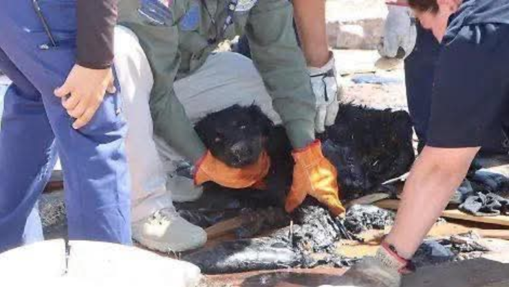 Perros atrapados en chapopote