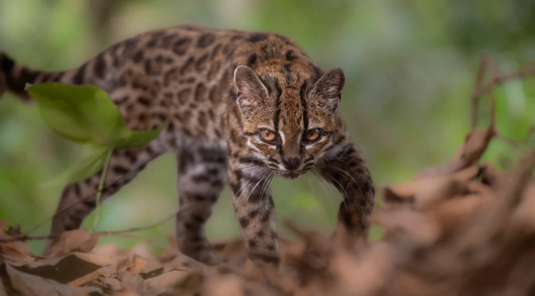 Un gato Leopardus tilcayo , una especie recientemente identificada gracias a la investigación dirigida por la exploradora de National Geographic Paola Nogales Ascarrunz, camina en el refugio de animales Senda Verde en la región de Yungas, Bolivia , el 1 de septiembre de 2026.