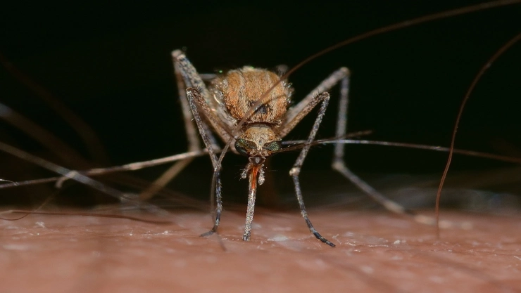 El incremento de casos de dengue en América durante 2024 no tiene precedentes.
