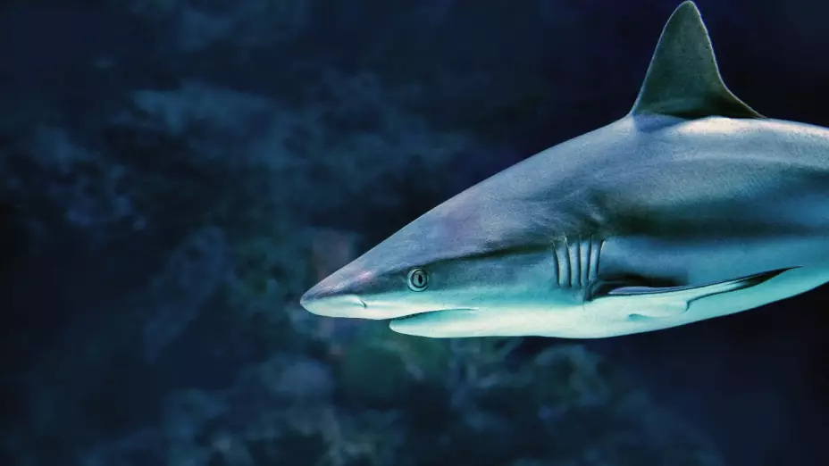 Tiburón dentro del agua.