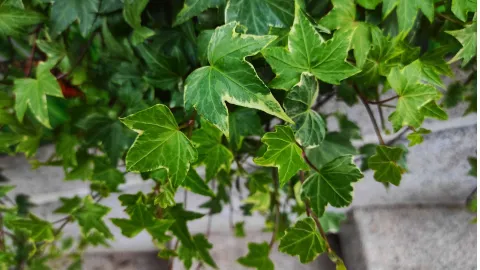 plantas colgantes