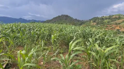 Maíz de temporal en la sierra de Sinaloa