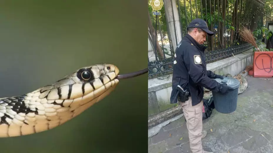Cdmx-rescatan-a-serpiente-cascabel-en-el-bosque-chapultepec