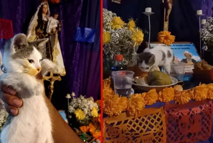 Gatito se come la ofrenda en un altar de muertos