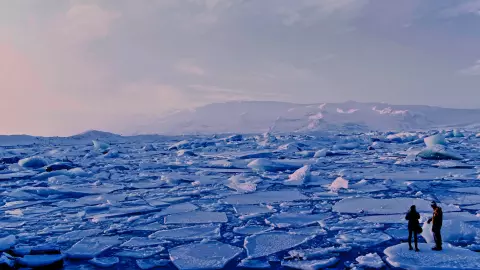 Conoce más sobre la iniciativa del Proyecto Willow