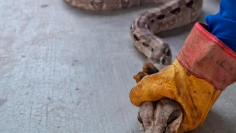 boa constrictor en Venustiano Carranza