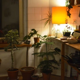 3 Lugares para poner tu Kalanchoe en la cocina y su significado