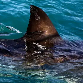 Aleta de un tiburón blanco en Gansbaai, Sudáfrica.