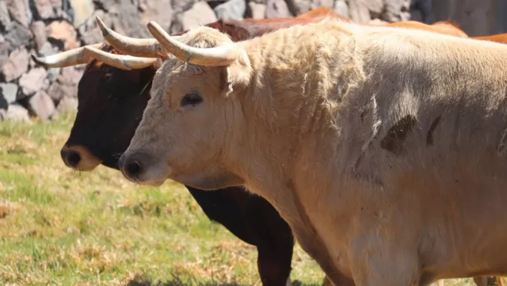 toro de lidia