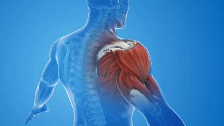 Conoce el poder de este alimento que fortalece los m&uacute;sculos del cuerpo