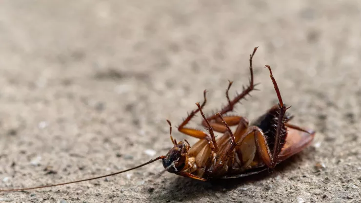¿Cómo mantener lejos a las cucarachas con vinagre y aceite de orégano? Sigue los pasos