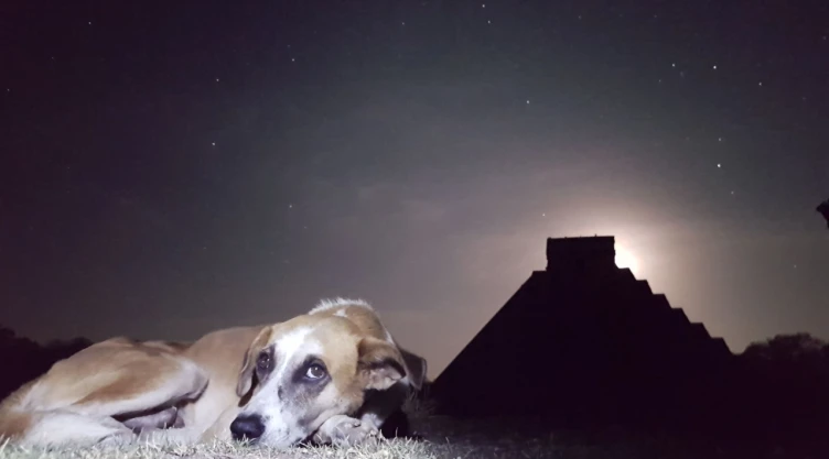 Perros-guardianes-de-Chichén-Itzá-mueren_-despiden-a-“El-Wero”-y-“Tomasita”_-compañeros-durante-la-p.webp