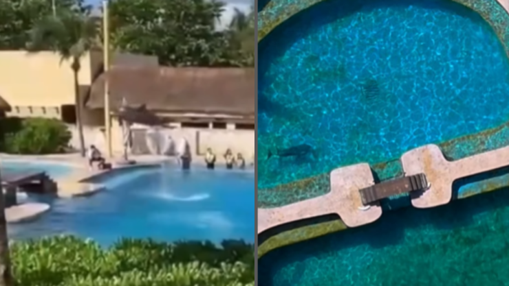Suspenden actividades del delfinario en el hotel Barceló Riviera Maya
