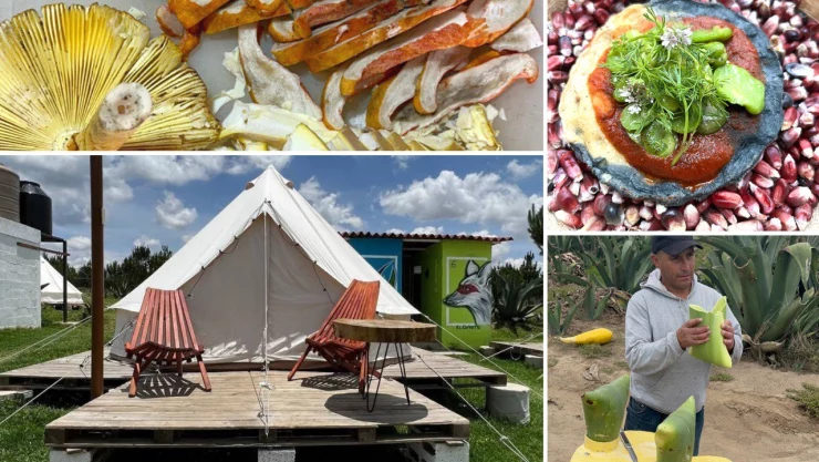 Luciérnagas, pulque y recolección de hongos