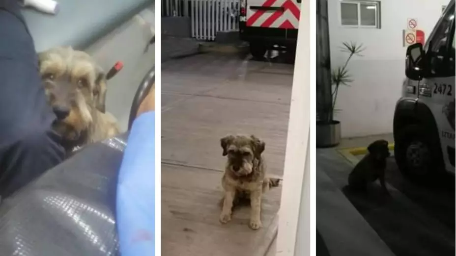 perrito-ambulancia-dueño (1).jpg