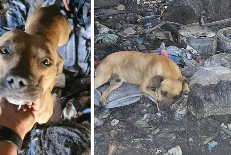 PERRITO CHIHUAHUA.jpg