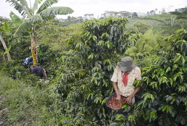 Los productores de café de Colombia deben prepararse para la llegada del fenómeno