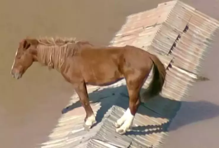 Caballo queda atrapado en techo tras inundaciones en Brasil; aquí el desesperante video.jpg