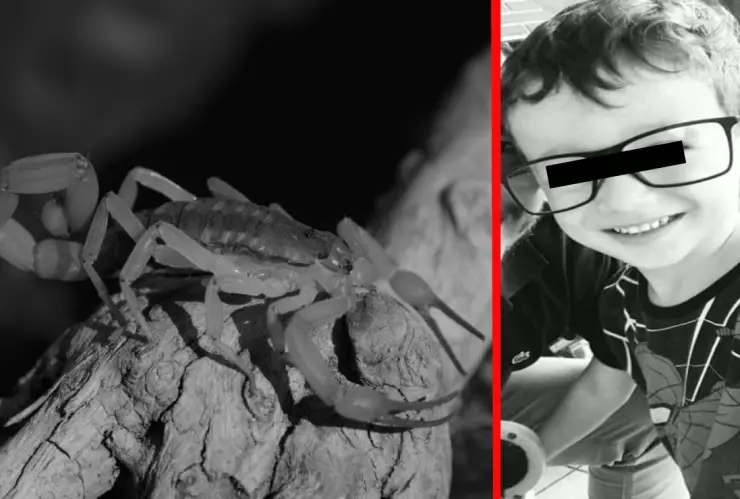 Niño muere por picadura de escorpión