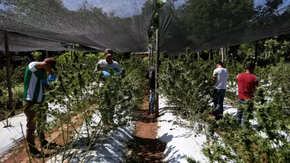 marihuana Paraguay
