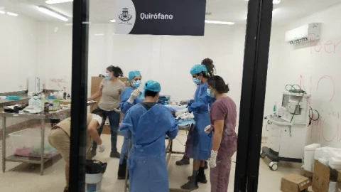 Aseguran a jaguar engro que presentó una lesión y que no fue tratada de forma adecuada