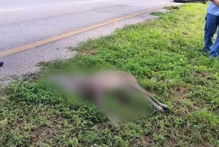 ¡Precaución! Atropellan a venado en el Periférico de Mérida; lamentablemente murió