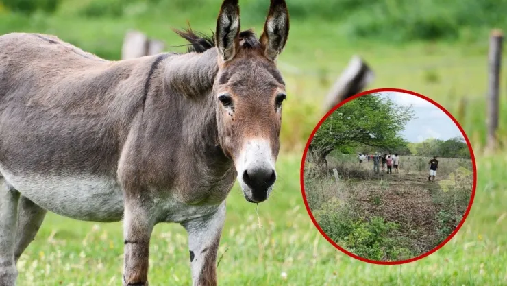 Persona mure por brutal ataque de un burro en Veracruz