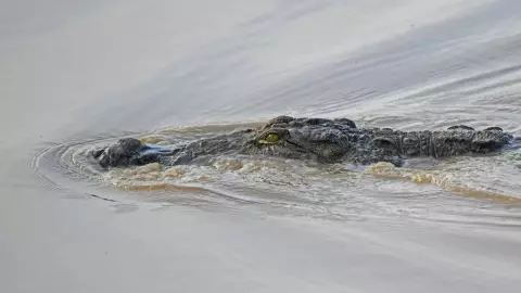 VIDEO | Cocodrilo sorprende a todos al “rescatar” el cuerpo de un niño ahogado