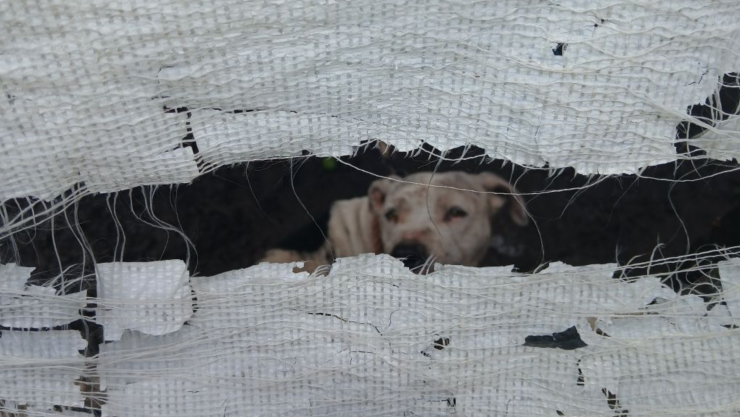 Rescatan a ‘Laina’, perrita amarrada y sin cuidados en Jiutepec.