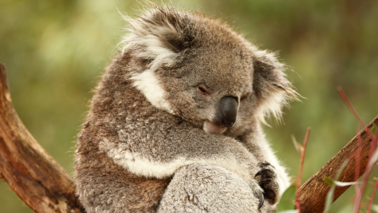 Australia sacrifica a 750 koalas.