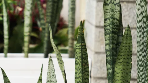 Estas son las mejores plantas de interiores que te ayudarán a limpiar el aire