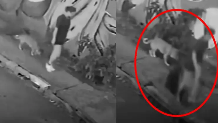 Mujer cae a una alcantarilla cuando paseaba a su perro; terminó sin dientes