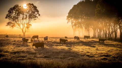 Precio del ganado hoy 16 de diciembre de 2025.jpg