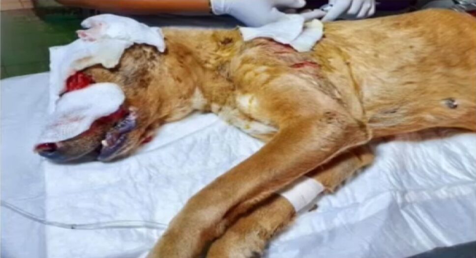 Perrita casi pierde los ojos tras agresión con ácido en Sinaloa.jpg