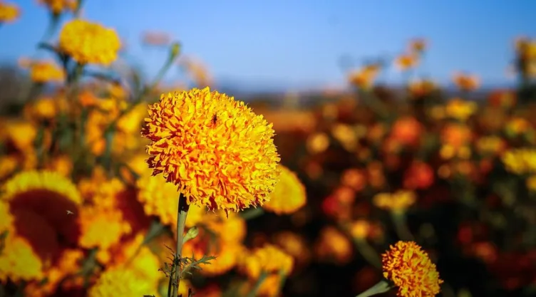 /estilo-de-vida/como-hacer-flores-cempasuchil-adornar-dia-muertos
