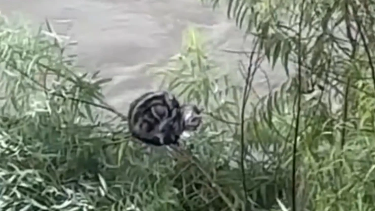 Con dron rescatan a gato atrapado en inundaciones en China