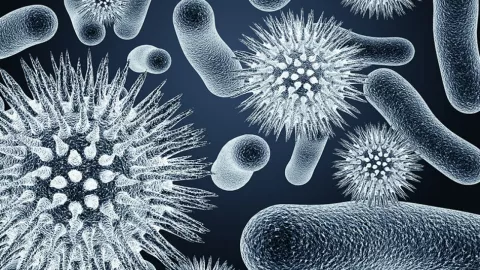 bacteria Burkholderia