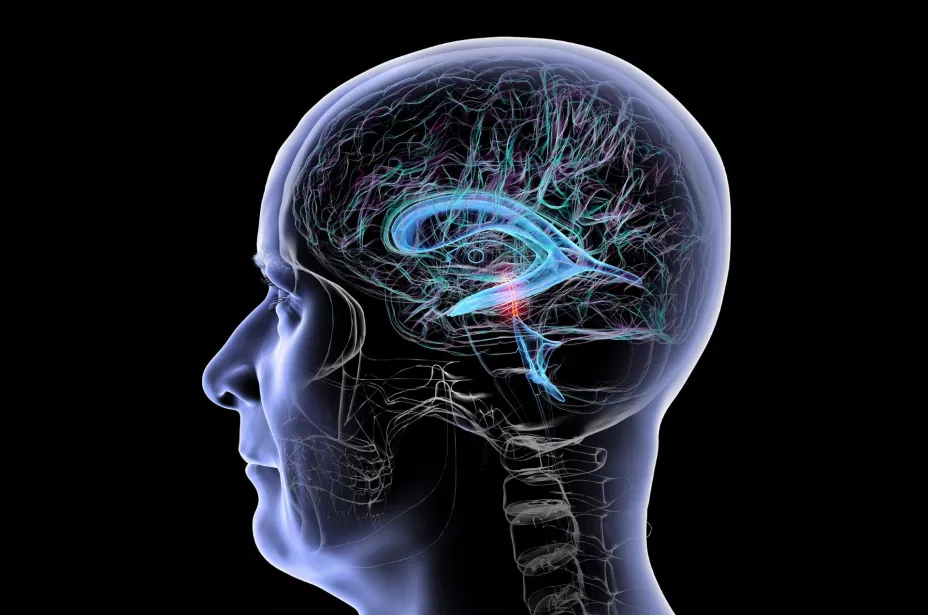 unnamed - 2025-12-08T122235.635.jpg