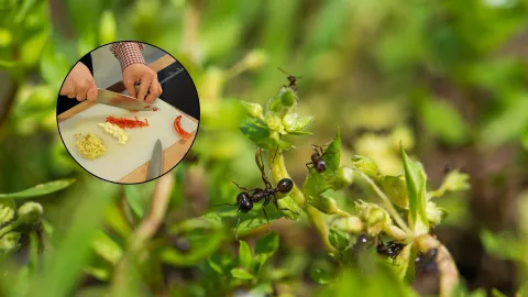 ¿Cómo hacer un insecticida de chile y ajo para las plantas de tu jardín?