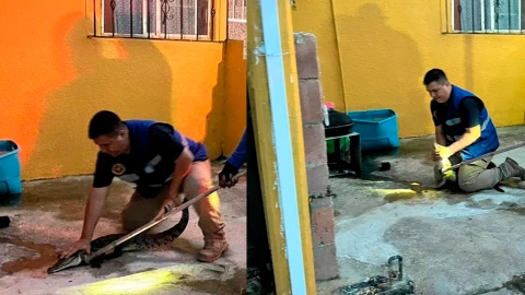 cocodrilo en casa de Tabasco.jpg