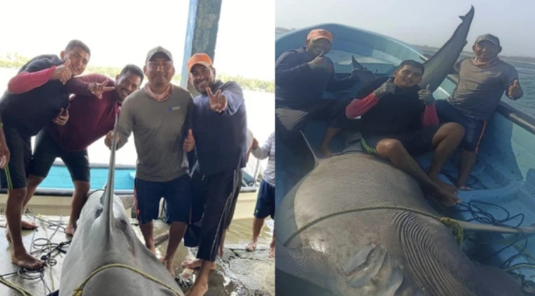 Pescadores capturan tiburón martillo en Playa Paraíso, Tabasco