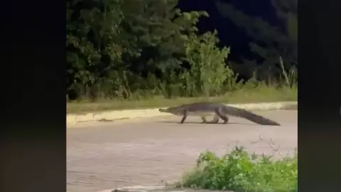 Captan a cocodrilo paseándose por el malecón en Cancún y se viraliza en TikTok.jpg