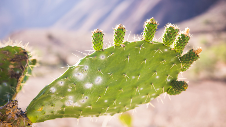 Nopal