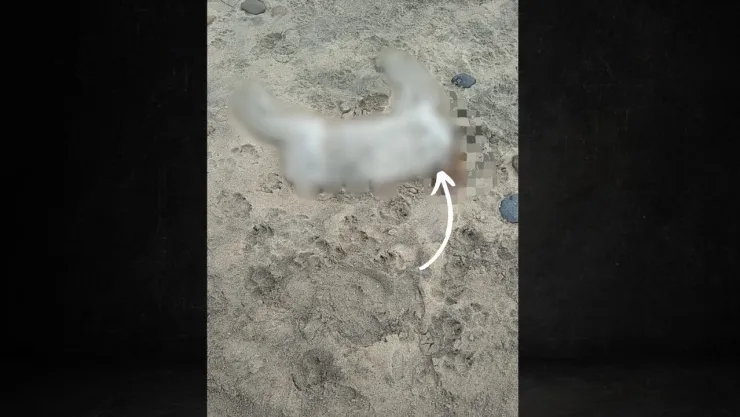 Aparecen animales sin cabeza en Playas de Tijuana ¿Qué es lo que se sabe? (FOTO)