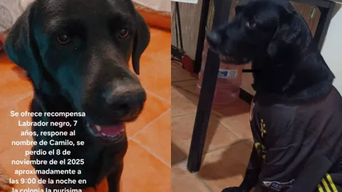 Perro “Camilo” Tehuacán, Puebla