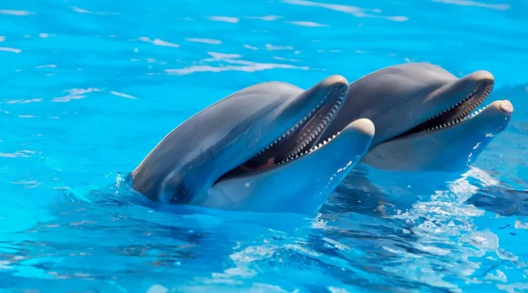 /universo-mar/cuales-son-animales-mas-rapidos-oceano
