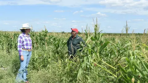 Entregan tarjetas de Producción para el Bienestar en Quintana Roo; ¿cómo obtener el beneficio